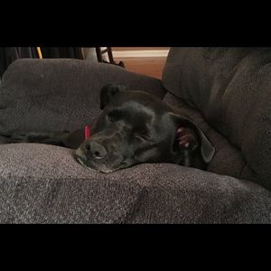 Meet your Posher, Robin